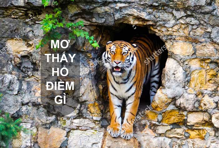 Điềm báo trong mơ về loài hổ